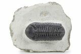 Detailed Austerops Trilobite - Ofaten, Morocco #356922-3